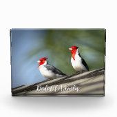 Birds of A Feather Red Crested Cardinals Hawaii フォトブロック (正面)