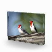 Birds of A Feather Red Crested Cardinals Hawaii フォトブロック (右)