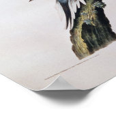 Birds of AmericaのPassenger Pighton氏 ポスター (角)