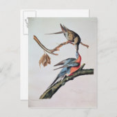 Birds of AmericaのPassenger Pighton氏 ポストカード (正面/裏面)