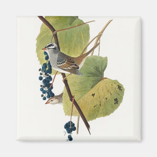 Birds of America (1827) by John James Audubon マグネット (正面)