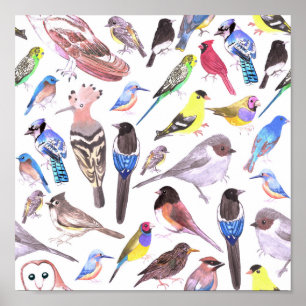 Birds of America- pets and wild birds ポスター