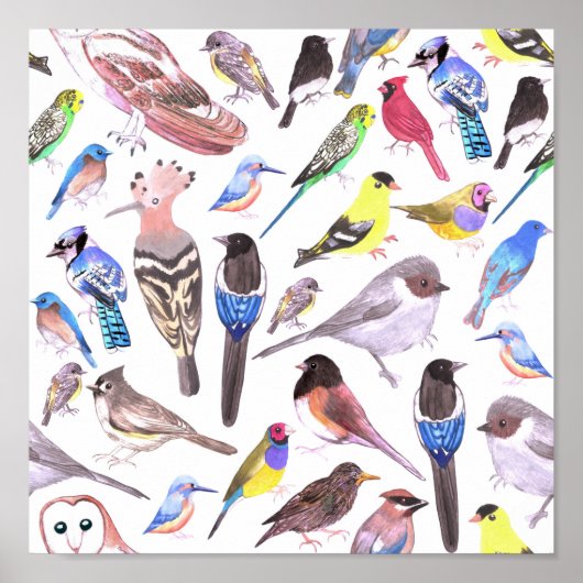 Birds of America- pets and wild birds ポスター (正面)