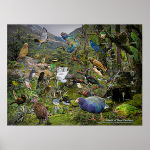 Birds of New Zealandアートポスター ポスター