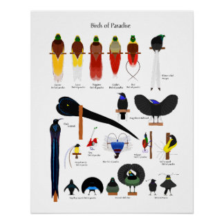 Birds of Paradise chart ポスター