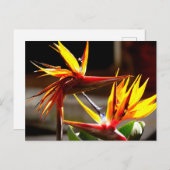 Birds of Paradise : Flower from Mexico シーズンポストカード (正面/裏面)