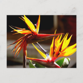 Birds of Paradise : Flower from Mexico シーズンポストカード