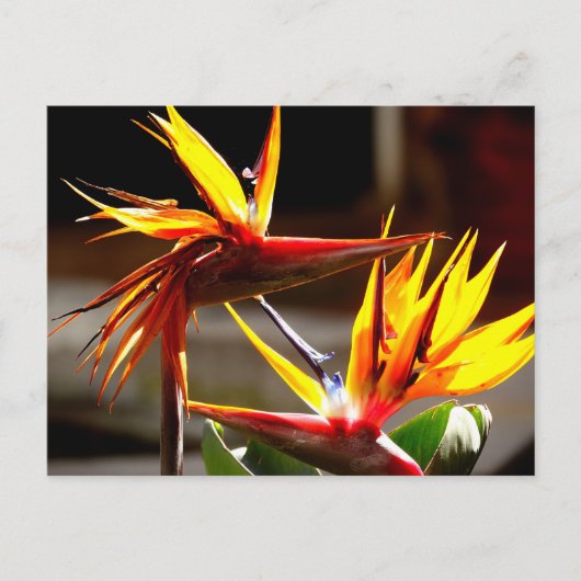 Birds of Paradise : Flower from Mexico シーズンポストカード (正面)