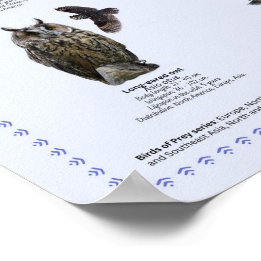 Birds of Prey – 北米 ポスター (角)