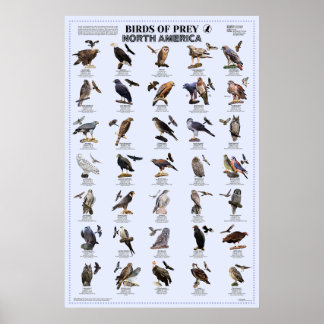 Birds of Prey – 北米 ポスター