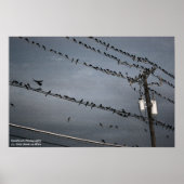 Birds on a wire ポスター (正面)
