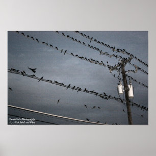 Birds on a wire ポスター
