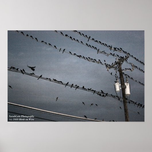 Birds on a wire ポスター (正面)