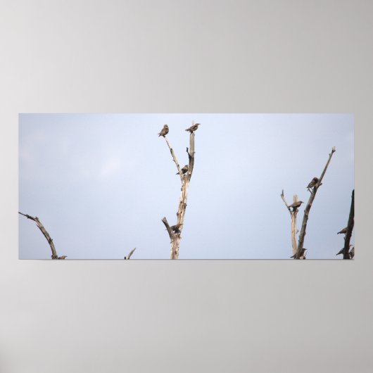 Birds on Branchポスター ポスター (正面)