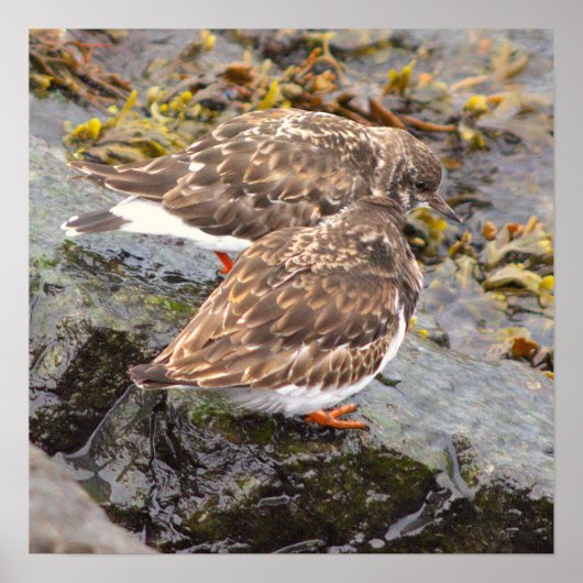 Birds on Rocks Photo Poster ポスター (正面)