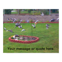 Birds Pigons Yard飛んでいる Your Text Posts