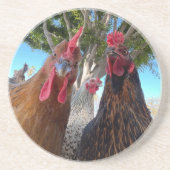 Birds with Attitude Sandstone Coaster コースター (正面)