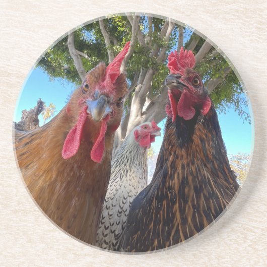 Birds with Attitude Sandstone Coaster コースター (正面)