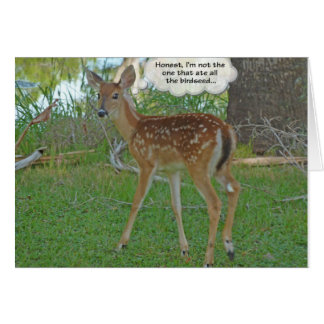 birdseedについて考えているシカ