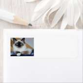 birman 2.png ラベル (インサイチュ)