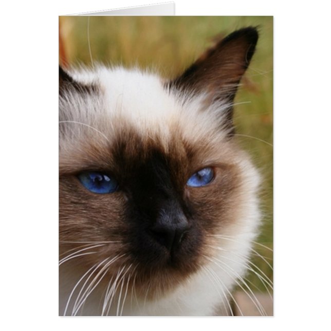 birman.png (正面)