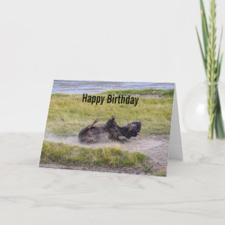 Birthday Bison Wallowing Yellowstone National Park カード