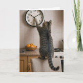 Birthday Cat for Getting Older Humor カード (正面)