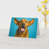 Birthday Drooling Bloodhound Humor カード (黄色い花)