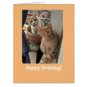 Birthday Greetings Ginger Cats (正面)