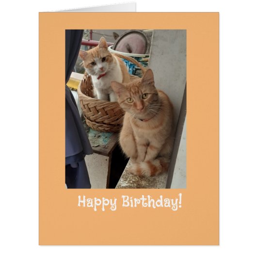 Birthday Greetings Ginger Cats (正面)