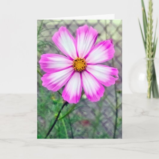 Birthday Pink and White Cosmos Flower カード (正面)