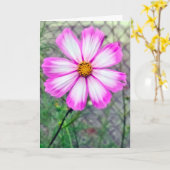 Birthday Pink and White Cosmos Flower カード (黄色い花)