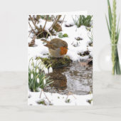 Birthday Robin Staring at its Reflection in Puddle カード (正面)