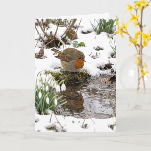 Birthday Robin Staring at its Reflection in Puddle カード (黄色い花)