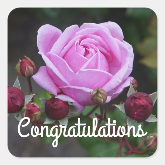 Bishop's Castleバラ#1スタンプ スクエアシール (正面)