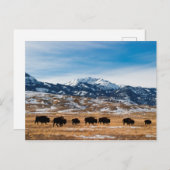 Bisonの移行 ポストカード (正面/裏面)