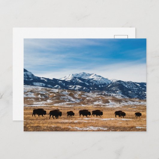 Bisonの移行 ポストカード (正面/裏面)