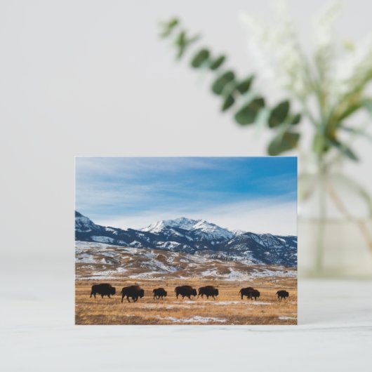 Bisonの移行 ポストカード (スタンド正面)