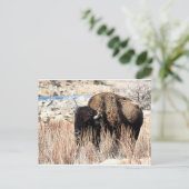 Bisonはがき ポストカード (スタンド正面)