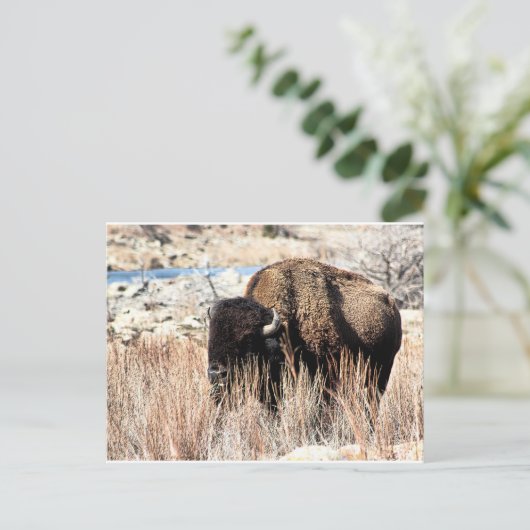 Bisonはがき ポストカード (スタンド正面)