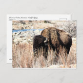 Bisonはがき ポストカード (正面/裏面)