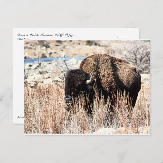 Bisonはがき ポストカード (正面/裏面)