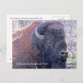 Bisonクローズアップ葉書 ポストカード (正面/裏面)