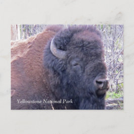 Bisonクローズアップ葉書 ポストカード