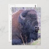 Bisonクローズアップ葉書 ポストカード (正面/裏面)