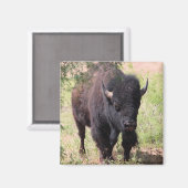 Bisonクローズアップ マグネット (正面/裏面)
