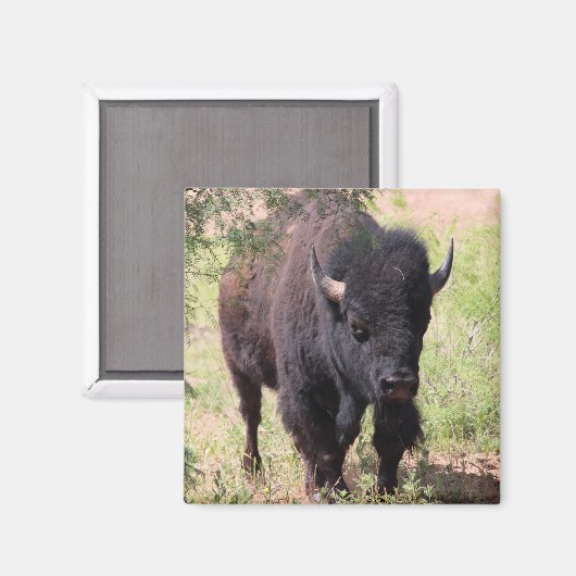 Bisonクローズアップ マグネット (正面/裏面)