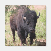 Bisonクローズアップ マグネット (正面)