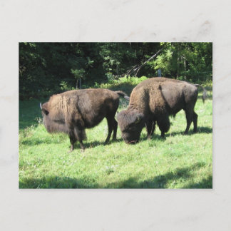 " BISON日" ポストカード