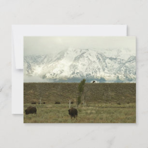 Bison at Grand Teton国立公園写真